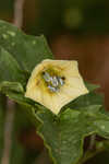 Cutleaf groundcherry